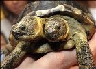 Two-headed tortoise found on a farm in China!